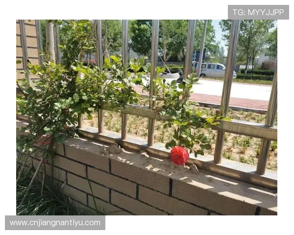 开云娱乐官网推出多项优惠活动吸引大量新老用户持续关注